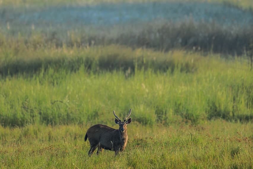 Kanha Wilderness