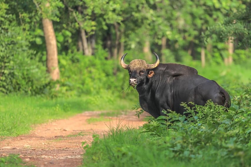 Bison