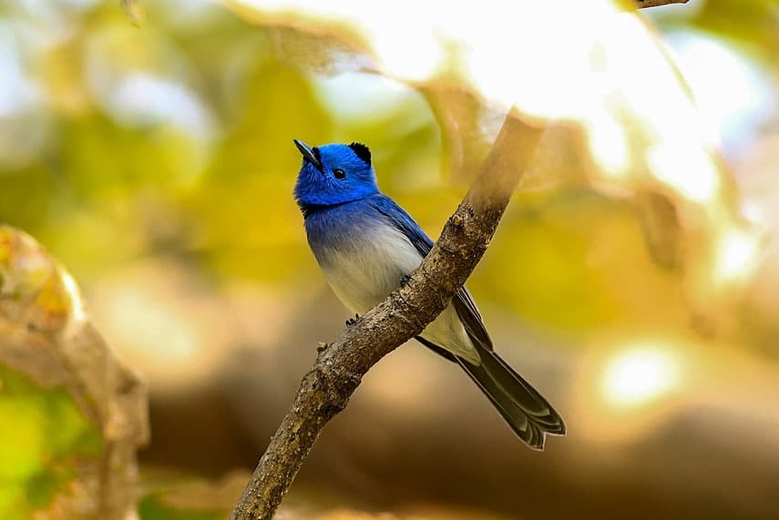 BlueBird