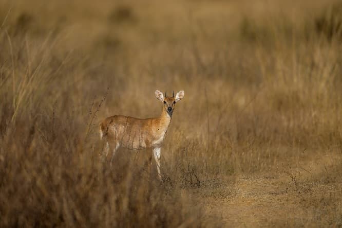 Deer