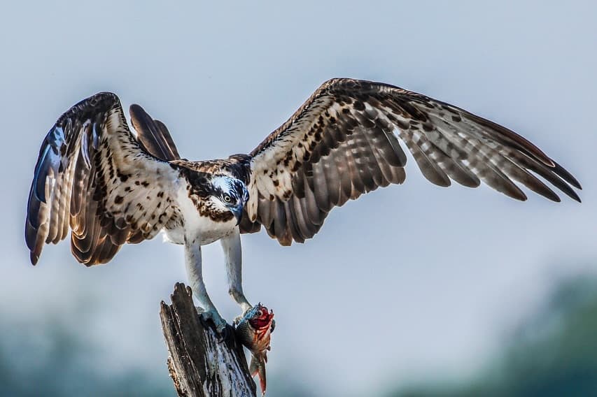 Eagle