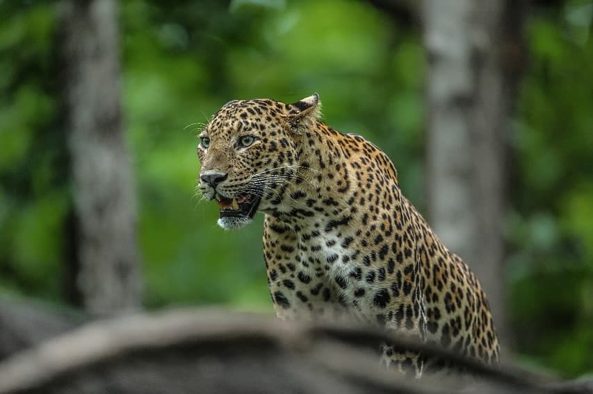 Leopard
