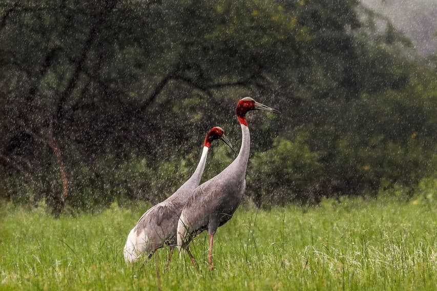 Stork
