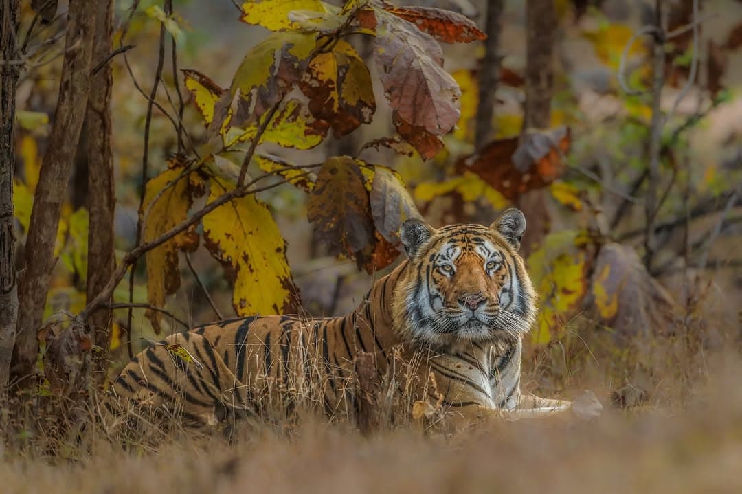 Tiger2